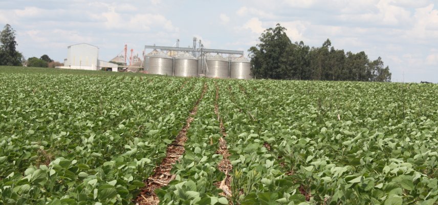 Lavouras de soja em pleno desenvolvimento