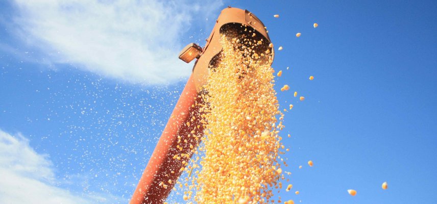 Dada a largada na colheita do milho 2ª safra