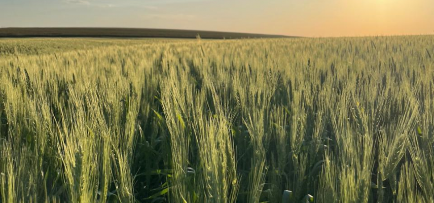 Trigo: Orientações De Manejo Para Garantir Produtividade