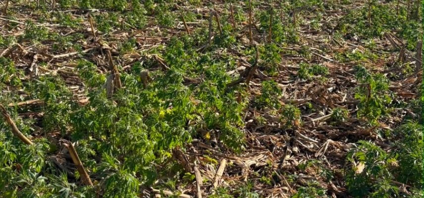 Dessecação pré-plantio: o primeiro passo para uma soja mais produtiva