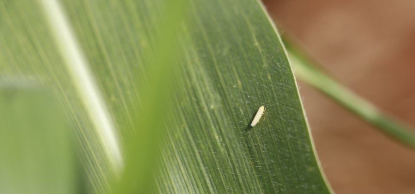 Manejo de Cigarrinhas no Milho