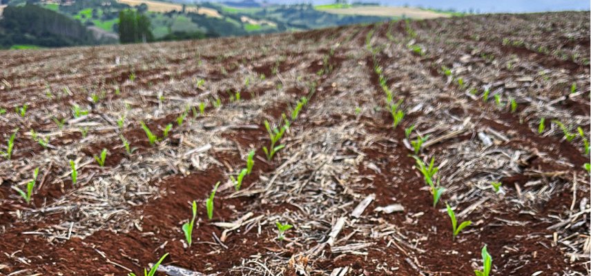 Boas práticas no manejo do Milho 2ª Safra