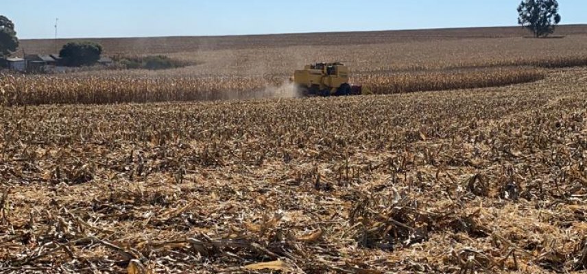 Colheita de Milho 2ª safra: a força do agricultor muito além da produção