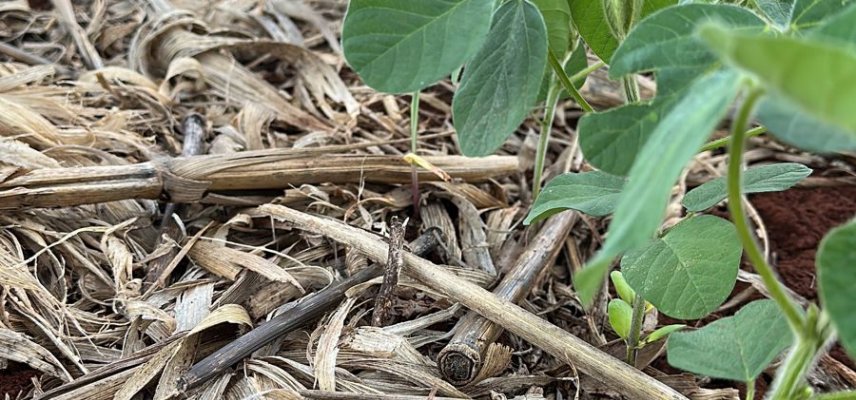 Manejo inicial na cultura da soja