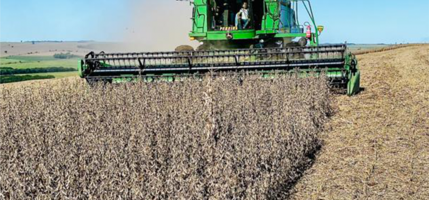 Com boas produtividades, Coagru recebe mais uma safra de verão 