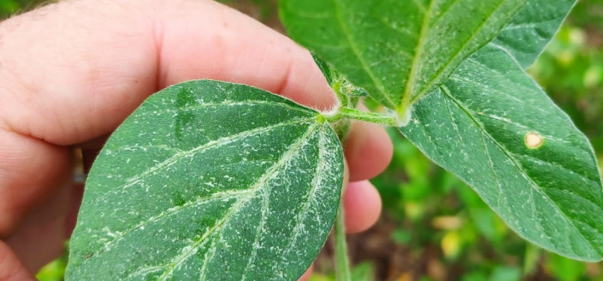 Tripes na cultura da soja