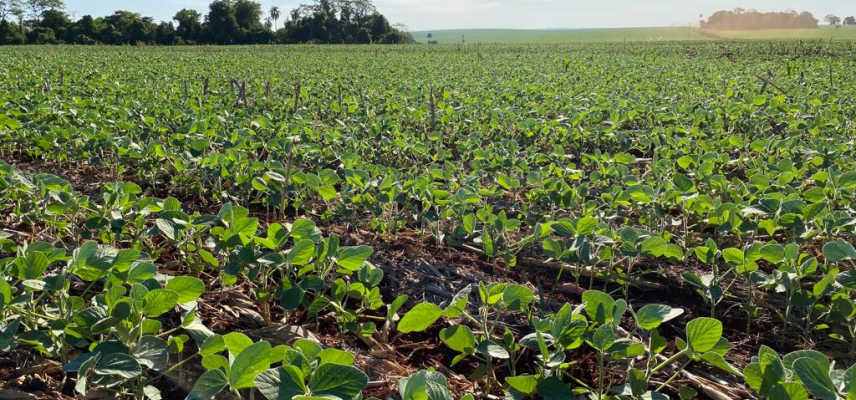 Vazio Sanitário Soja: produtor deve ficar atento