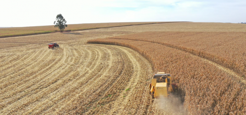 Colheita de milho 2ª safra na área de ação da Coagru