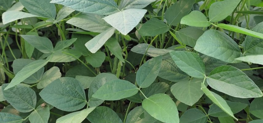 Manejo de doenças na soja