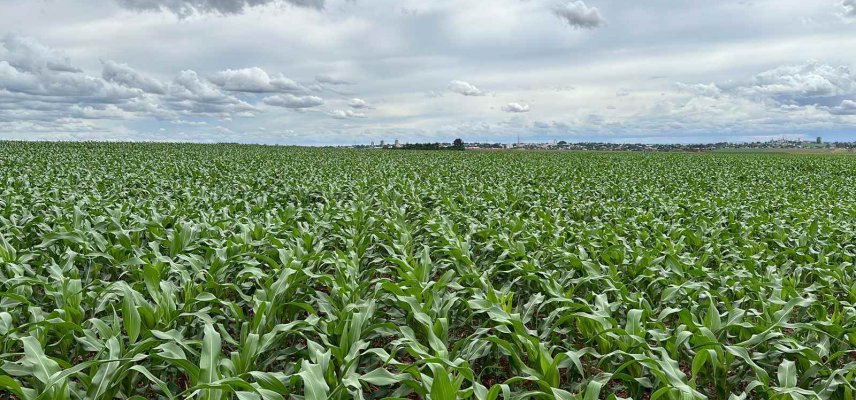 Cuidados iniciais na cultura do milho 2ª safra