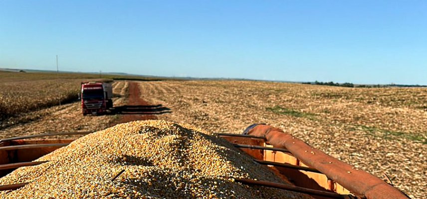 Colheita do milho 2ª safra