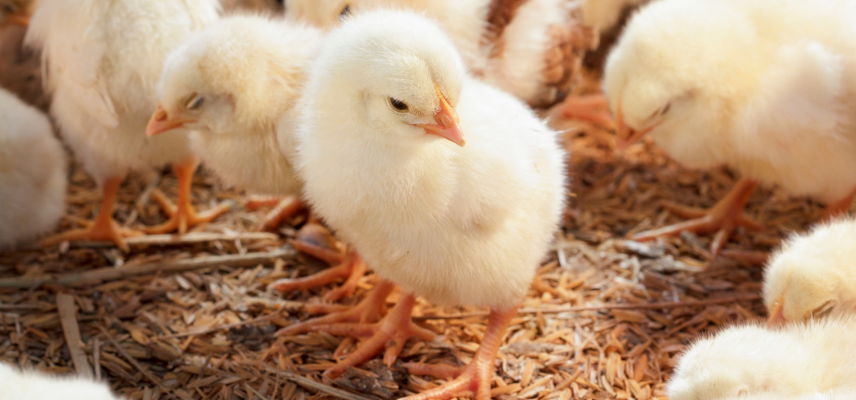 Importância da Fase Inicial do Lote para Bons Resultados 