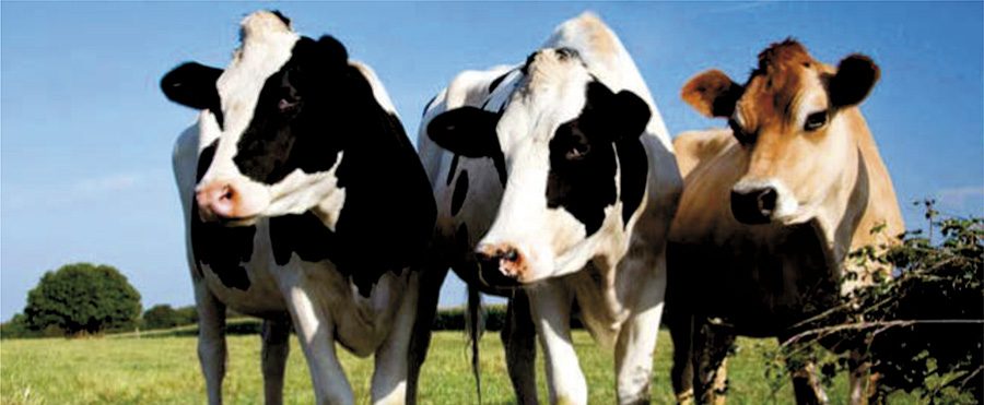 Ração União Lactação 20%